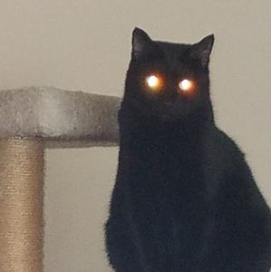 Meet your Posher, Ellie